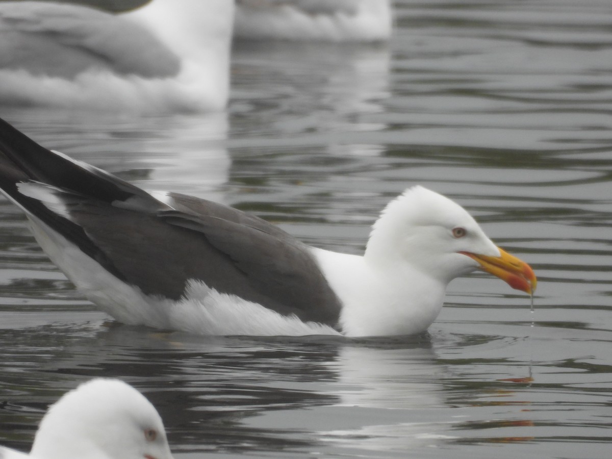 Lesser Black-backed Gull - ML634169747