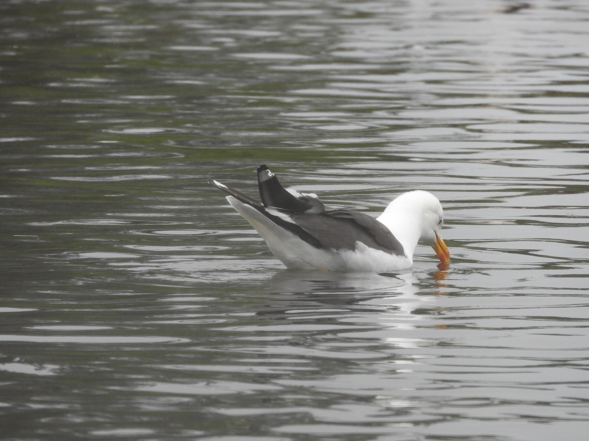 Lesser Black-backed Gull - ML634169749