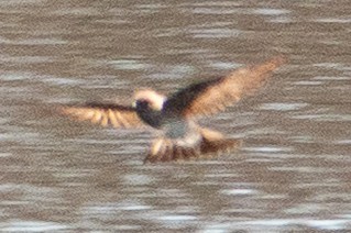 Northern Rough-winged Swallow - ML634169773