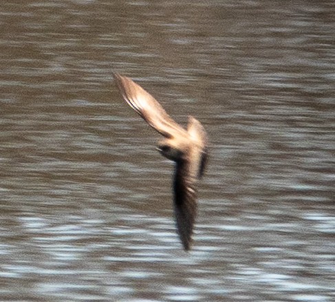Northern Rough-winged Swallow - ML634169775