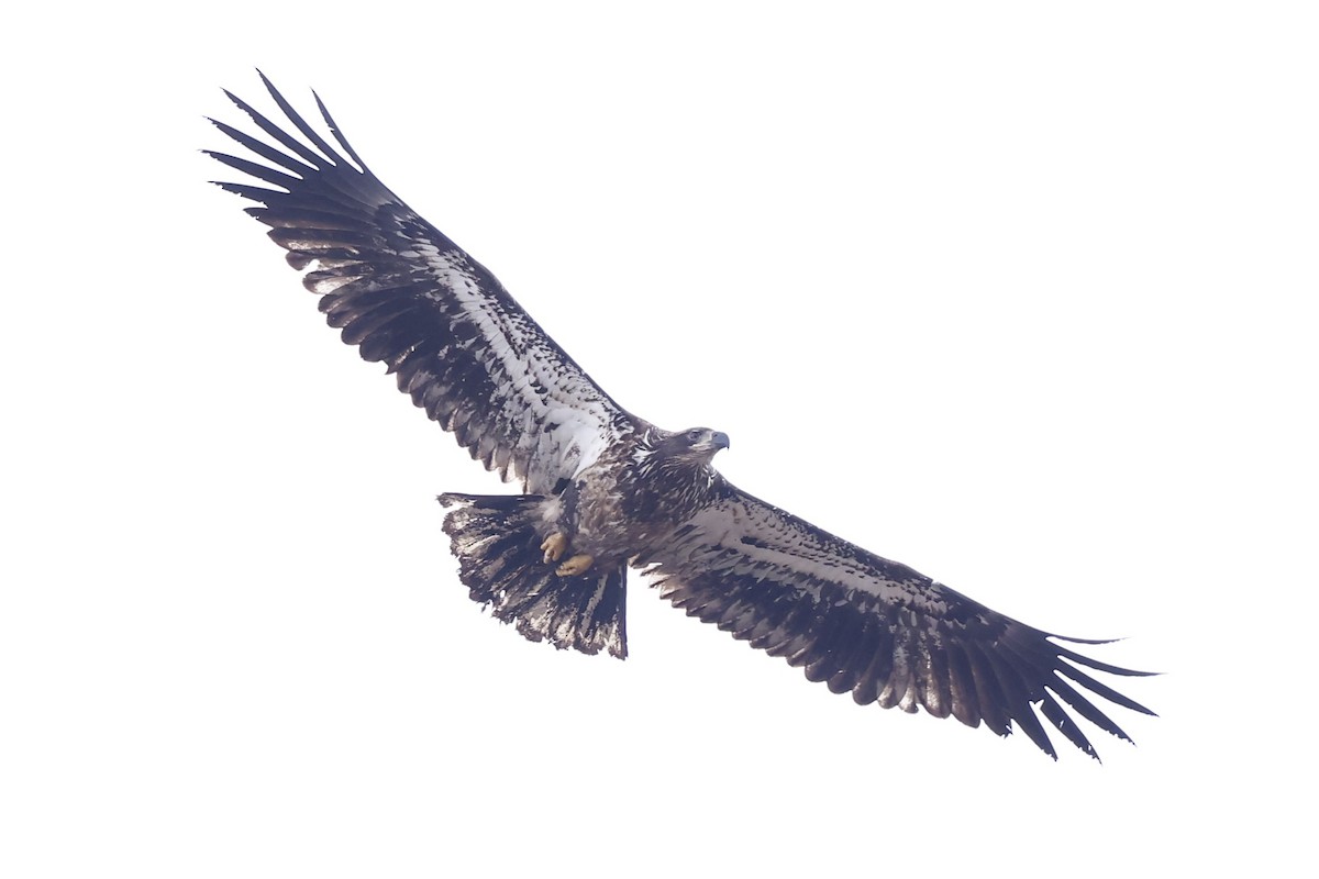 Bald Eagle - ML634169805