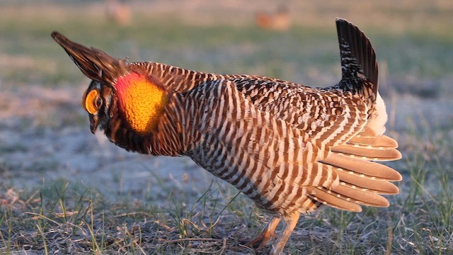 Präriehuhn - ML634169843