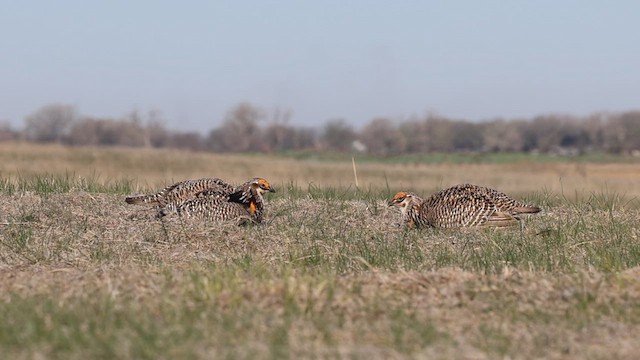 Präriehuhn - ML634169846