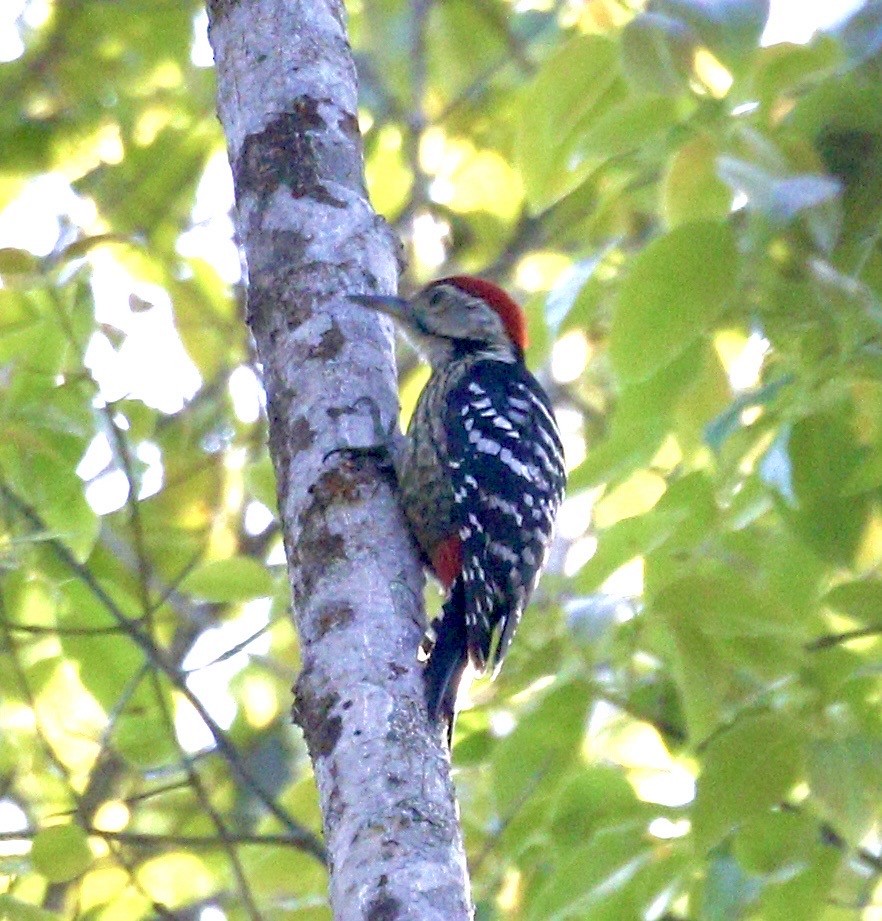 Stripe-breasted Woodpecker - ML634169929