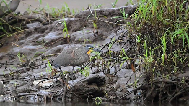 Bare-throated Tiger-Heron - ML634170022