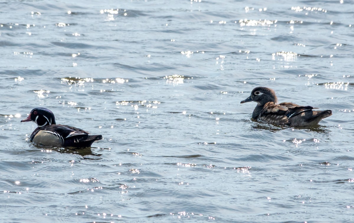 Ahate karolinarra - ML634170147