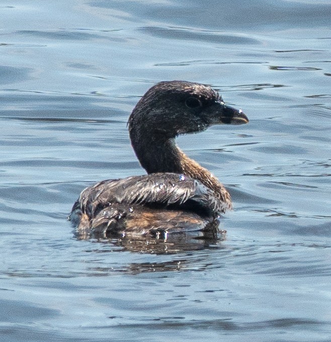 Txilinporta mokolodia - ML634170167