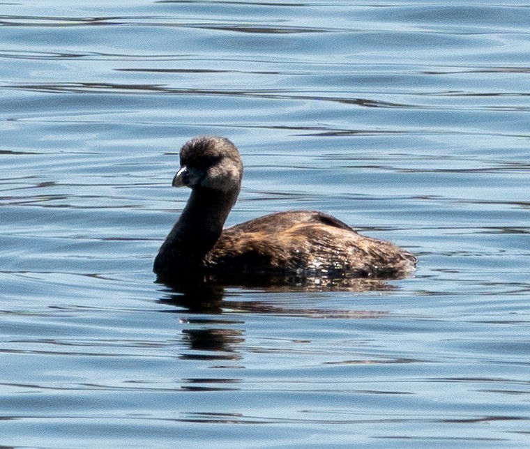 Txilinporta mokolodia - ML634170168