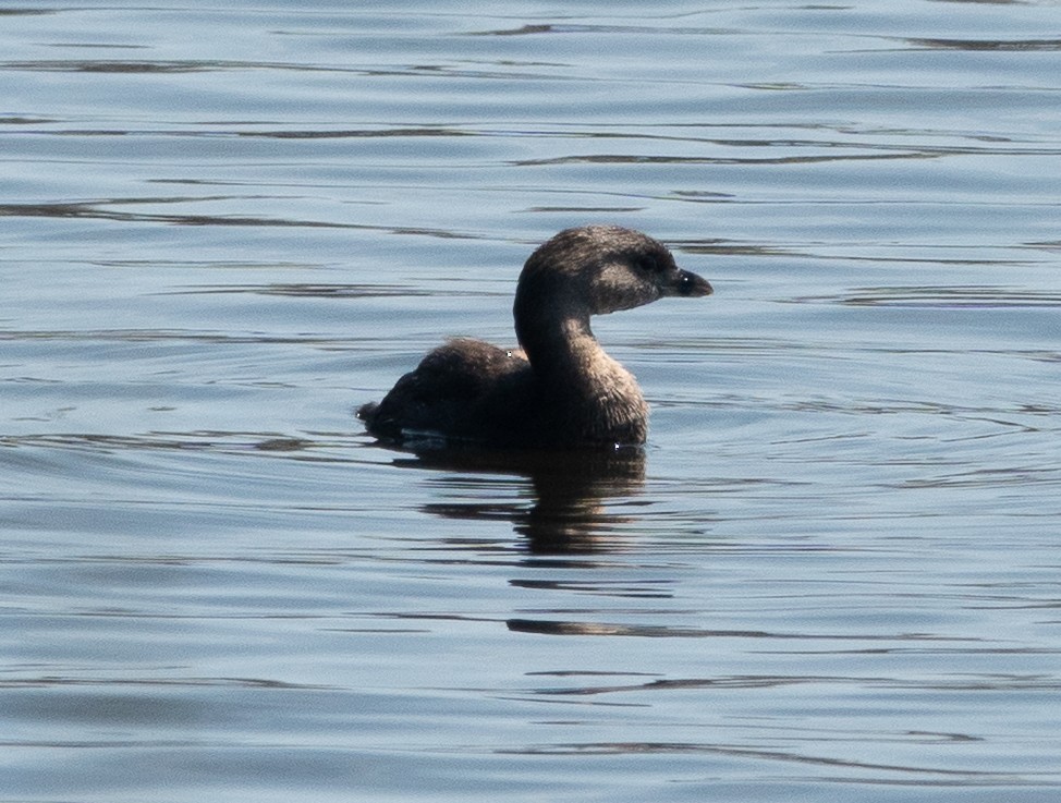 Txilinporta mokolodia - ML634170169