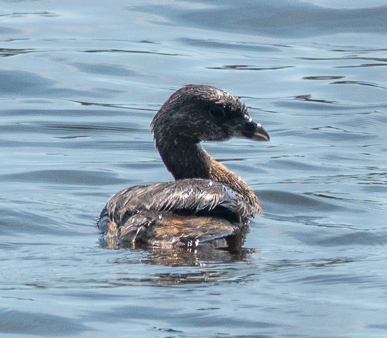 Txilinporta mokolodia - ML634170170