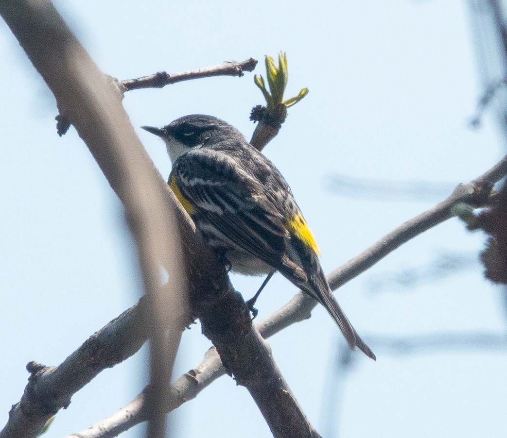 Yellow-rumped Warbler - ML634170185