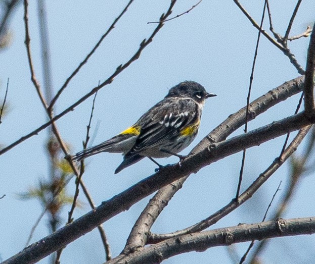 Yellow-rumped Warbler - ML634170187