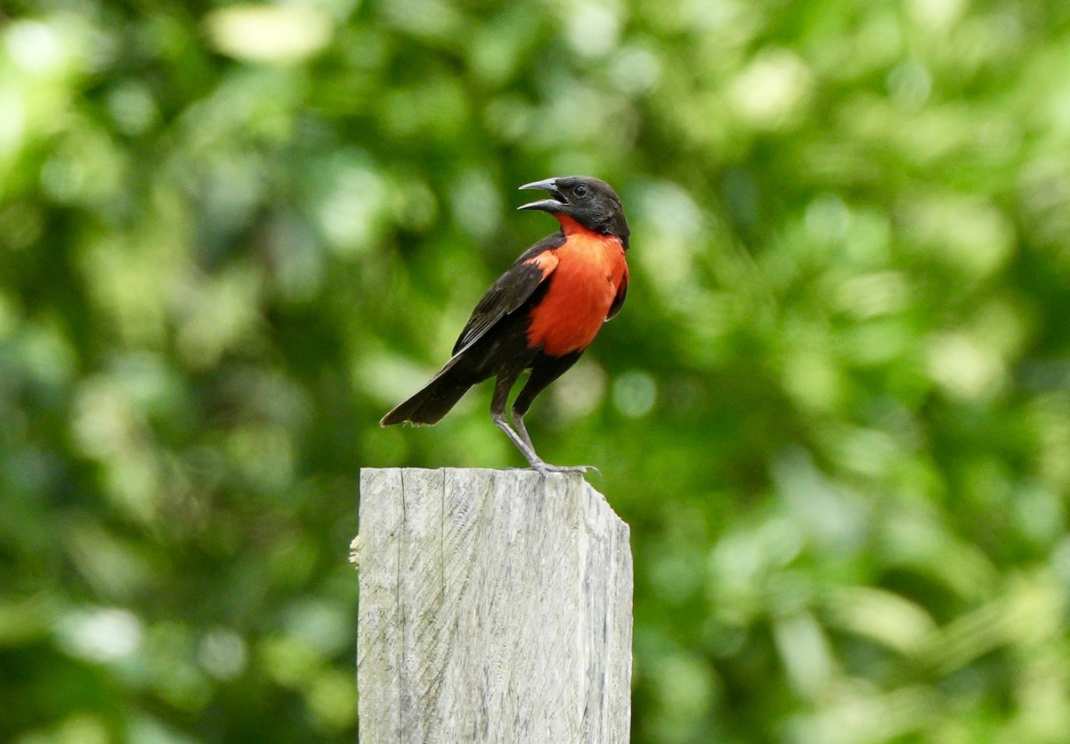 Red-breasted Meadowlark - ML634170195