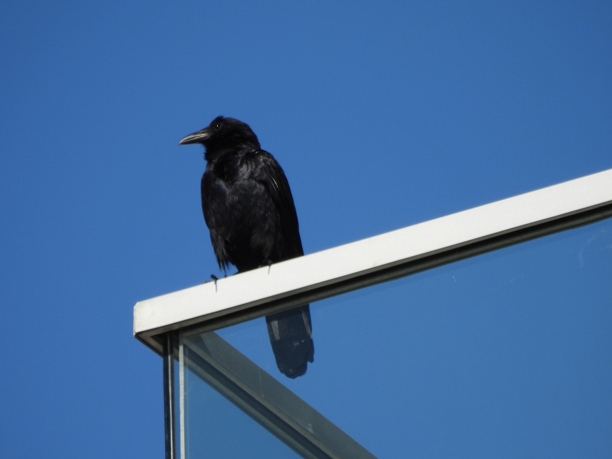 Fish Crow - ML634170257