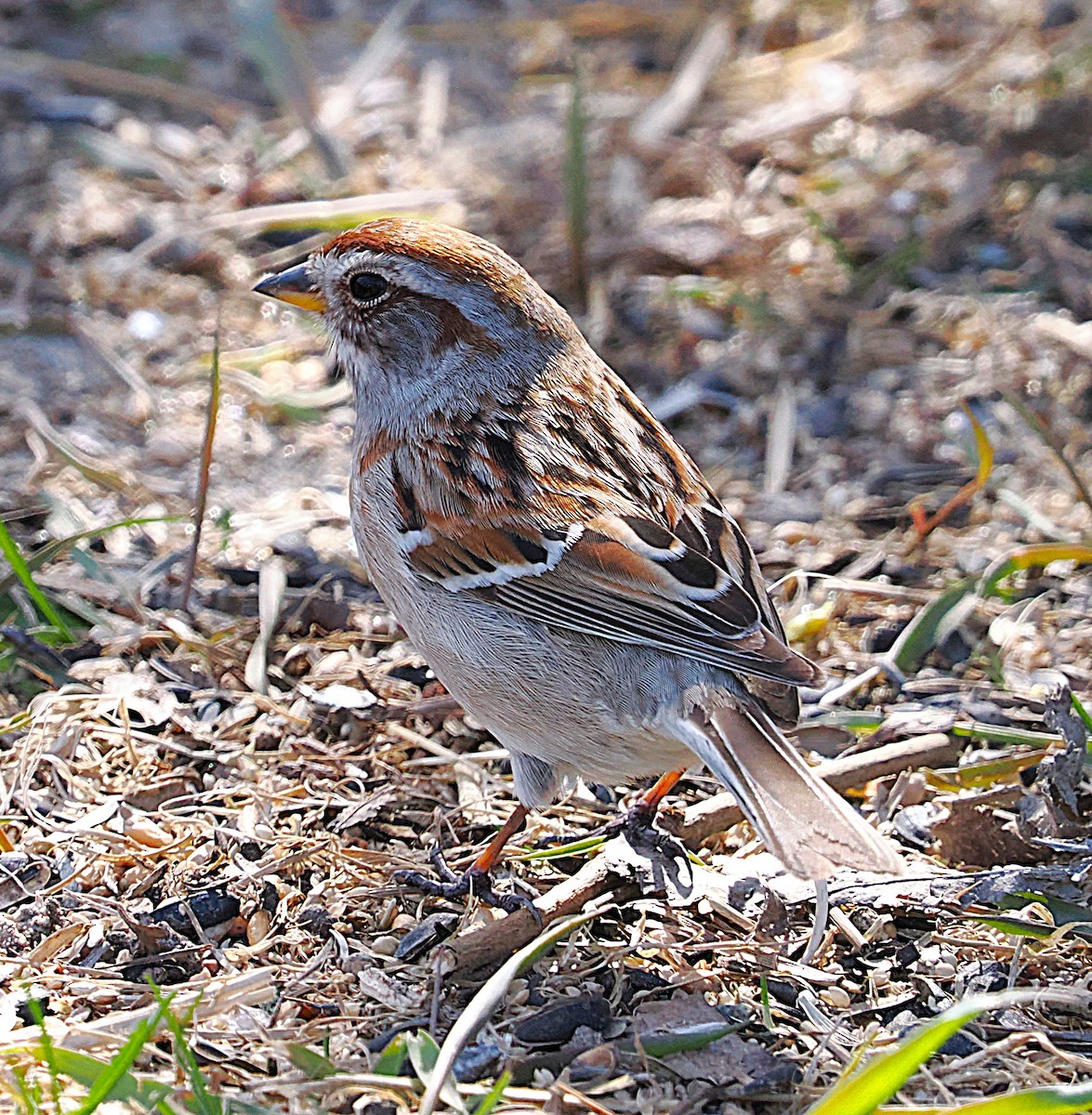 American Tree Sparrow - ML634170397