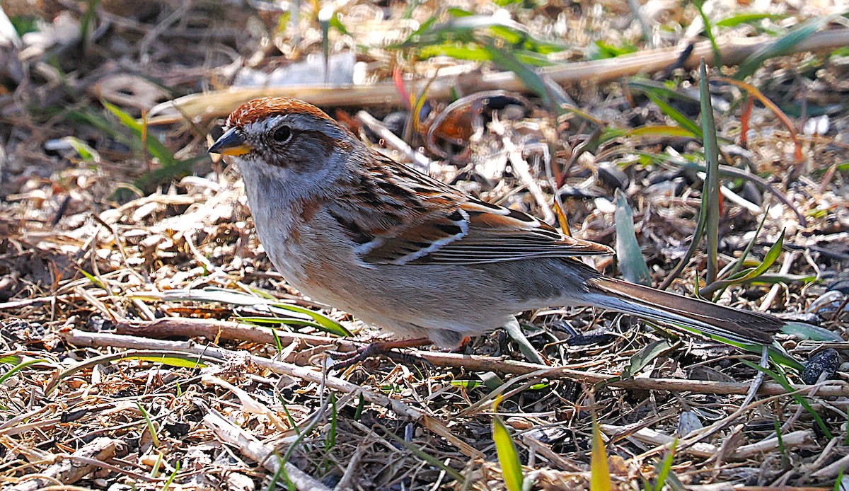 American Tree Sparrow - ML634170441