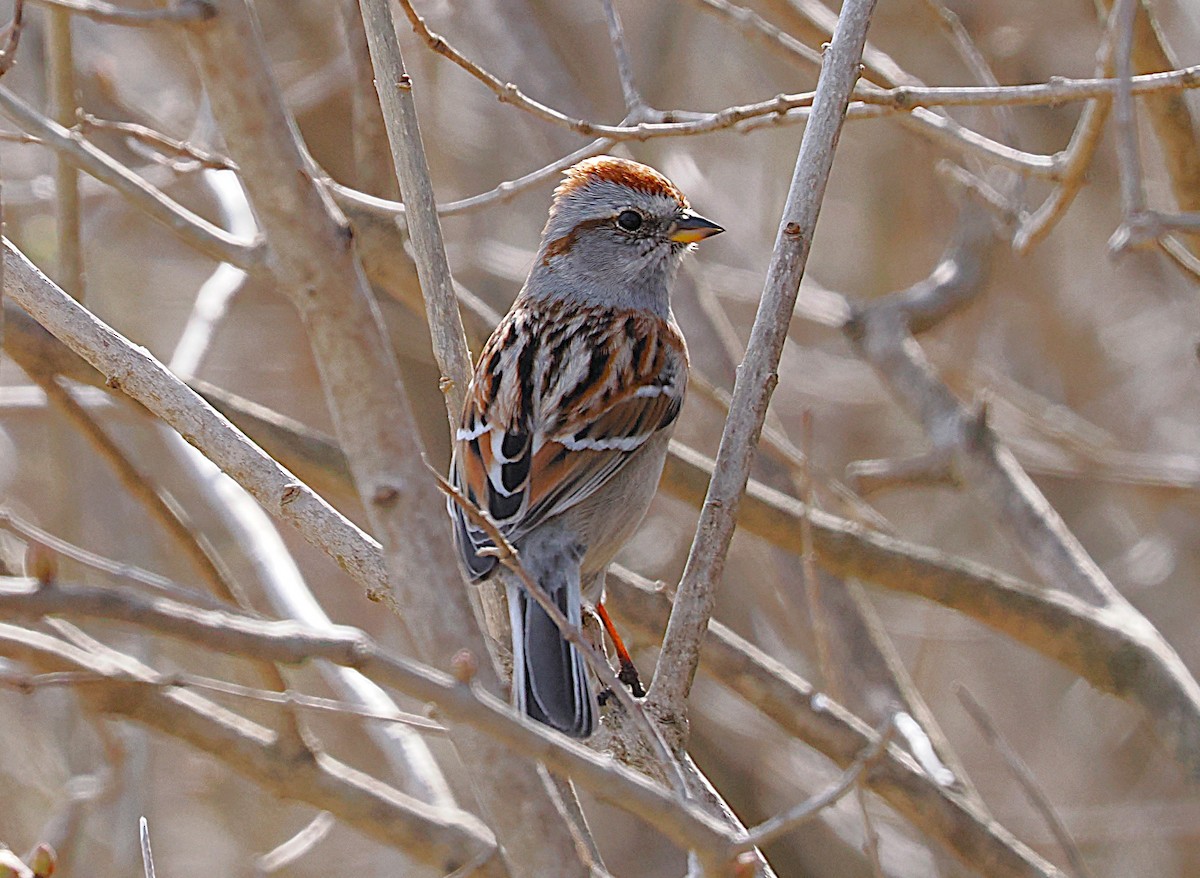American Tree Sparrow - ML634170467