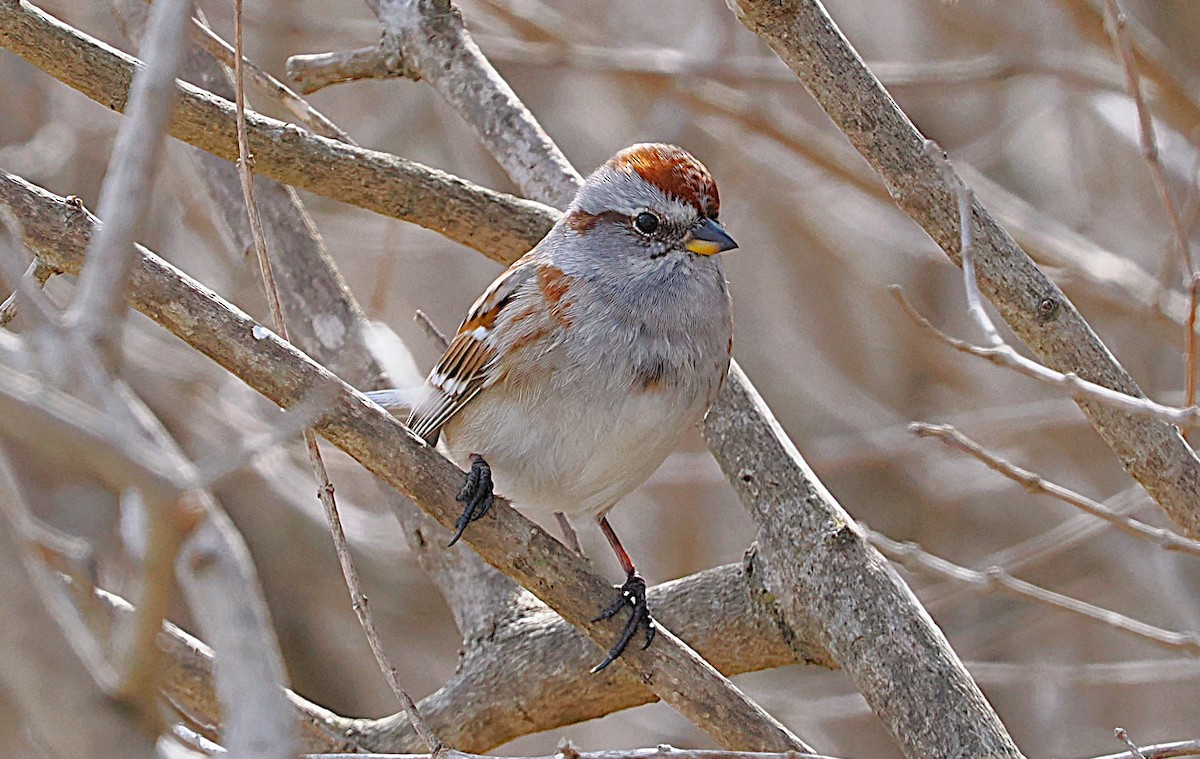 American Tree Sparrow - ML634170487