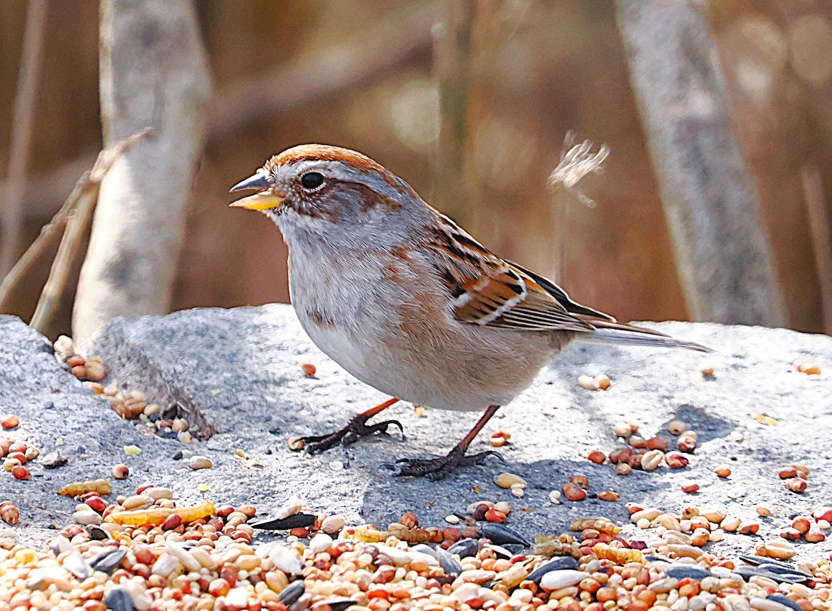 American Tree Sparrow - ML634170537