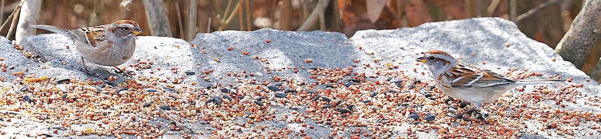 American Tree Sparrow - ML634170569