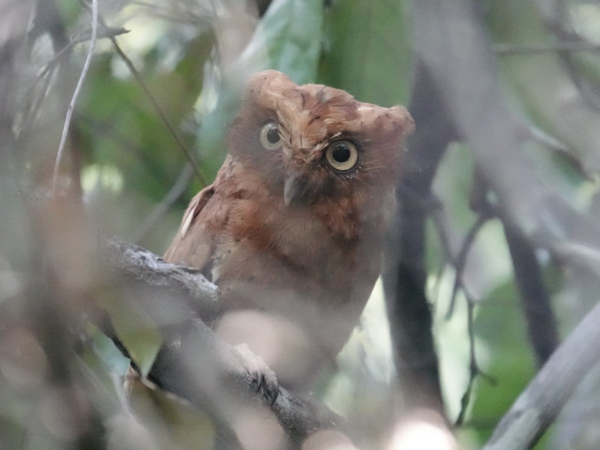 Sokoke Scops-Owl - ML634170598