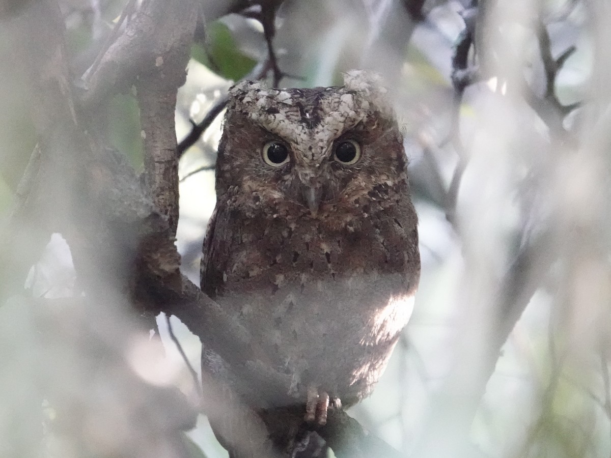 Sokoke Scops-Owl - ML634170609
