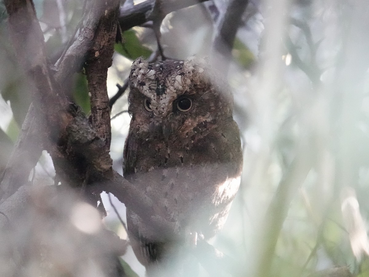 Sokoke Scops-Owl - ML634170611