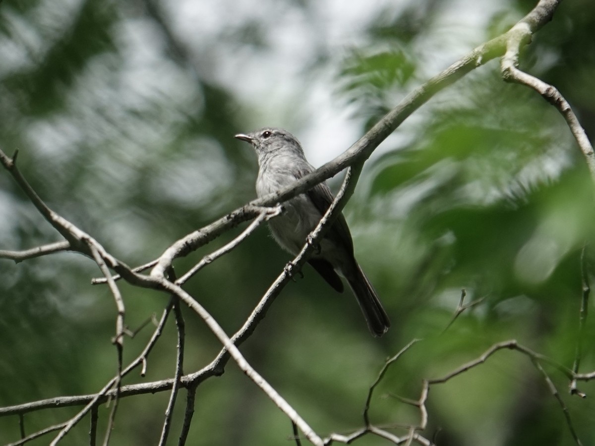 Ashy Flycatcher - ML634170680