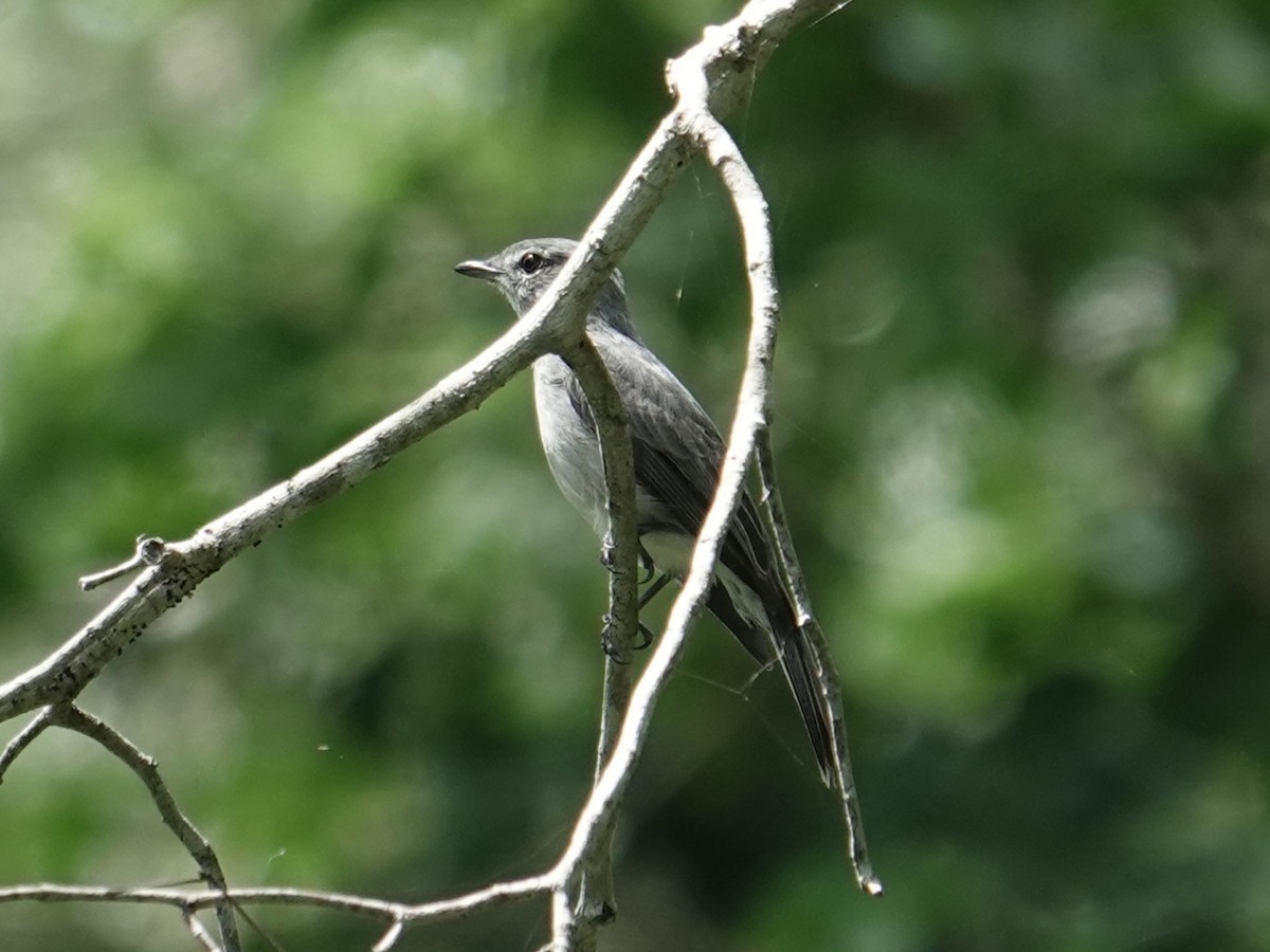 Ashy Flycatcher - ML634170683