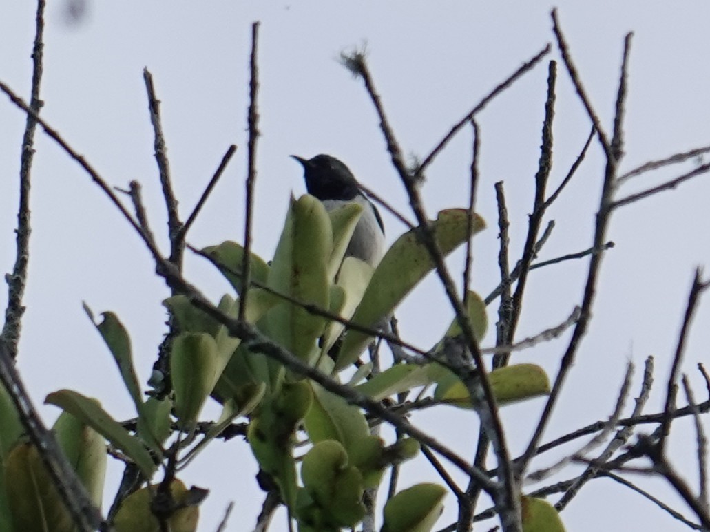 Amani Sunbird - ML634170688