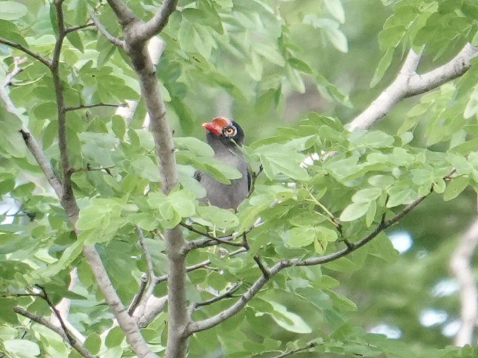 Chestnut-fronted Helmetshrike - ML634170699