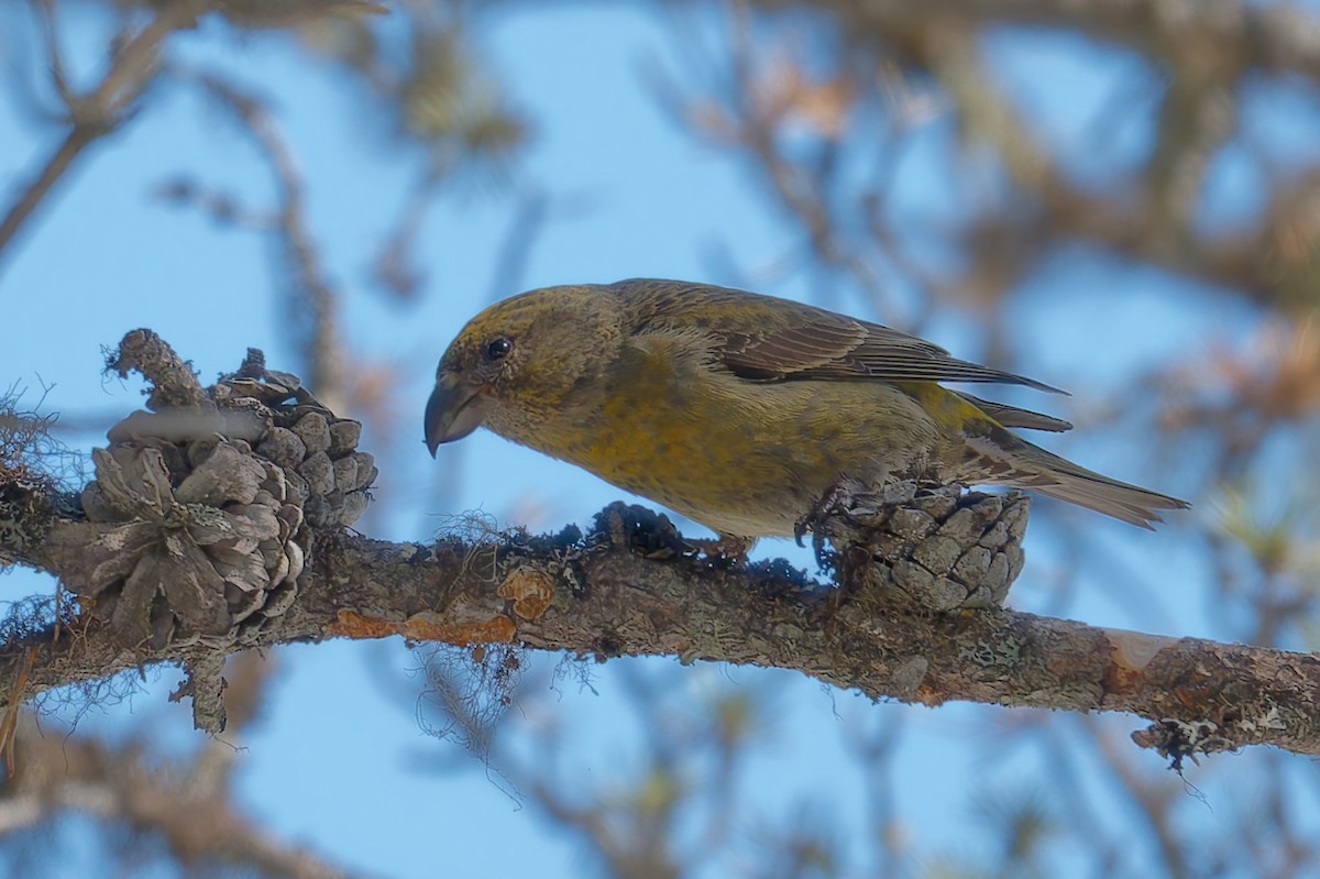Red Crossbill - ML634170705