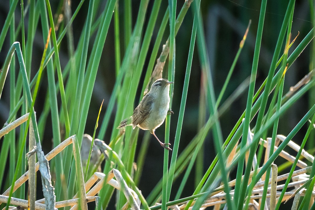 Marsh Wren - ML634170707