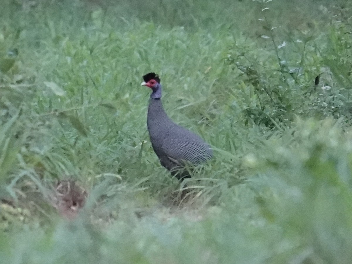 Eastern Crested Guineafowl - ML634170711