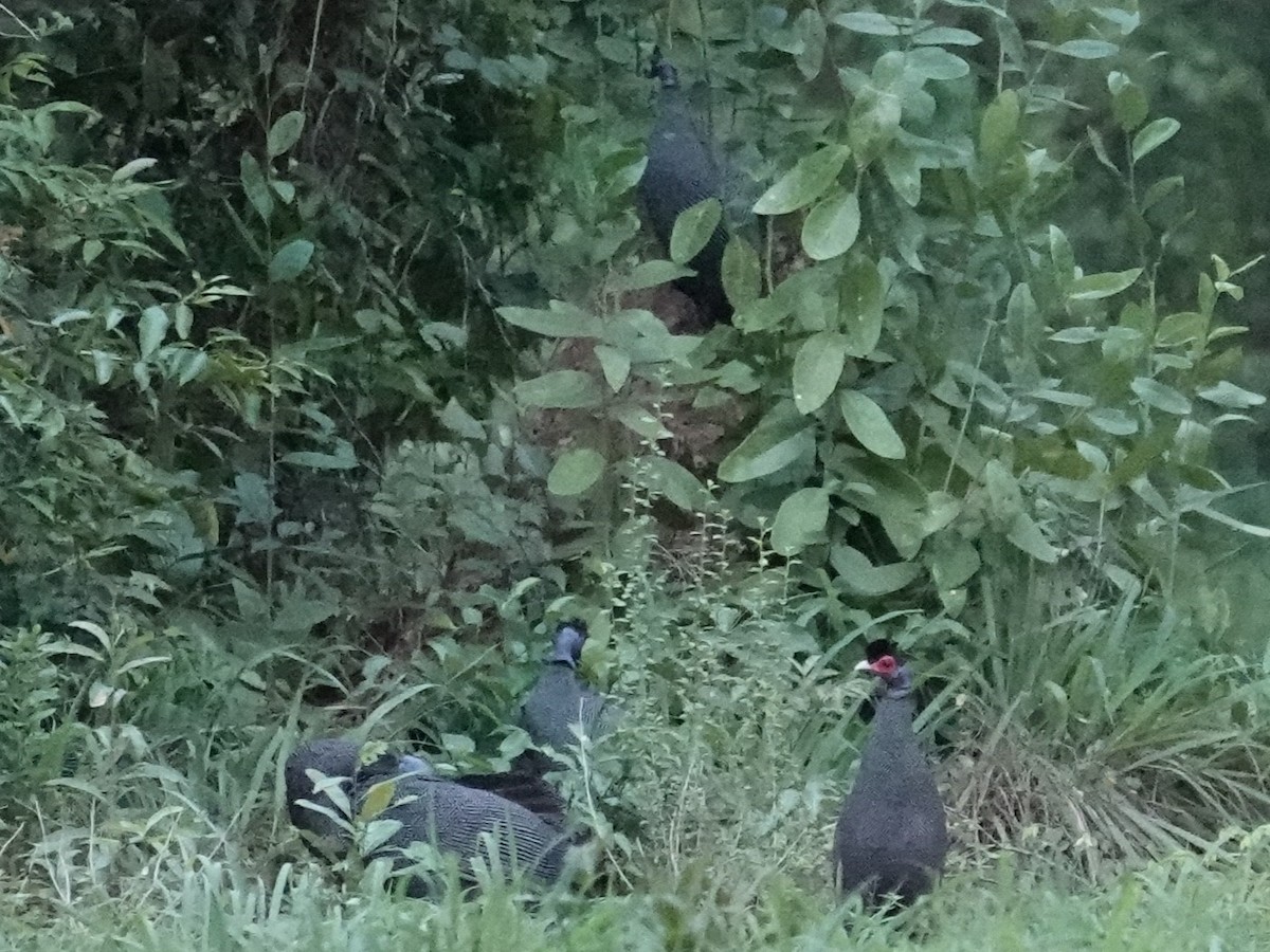 Eastern Crested Guineafowl - ML634170713