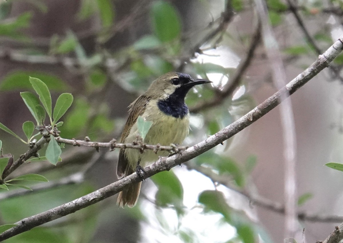 Plain-backed Sunbird - ML634170724