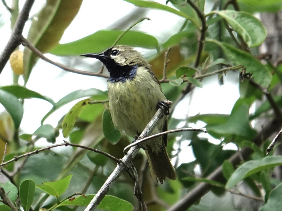 Plain-backed Sunbird - ML634170729