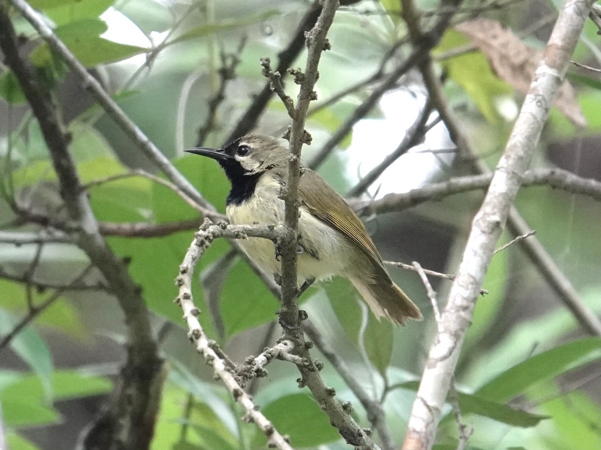 Plain-backed Sunbird - ML634170730
