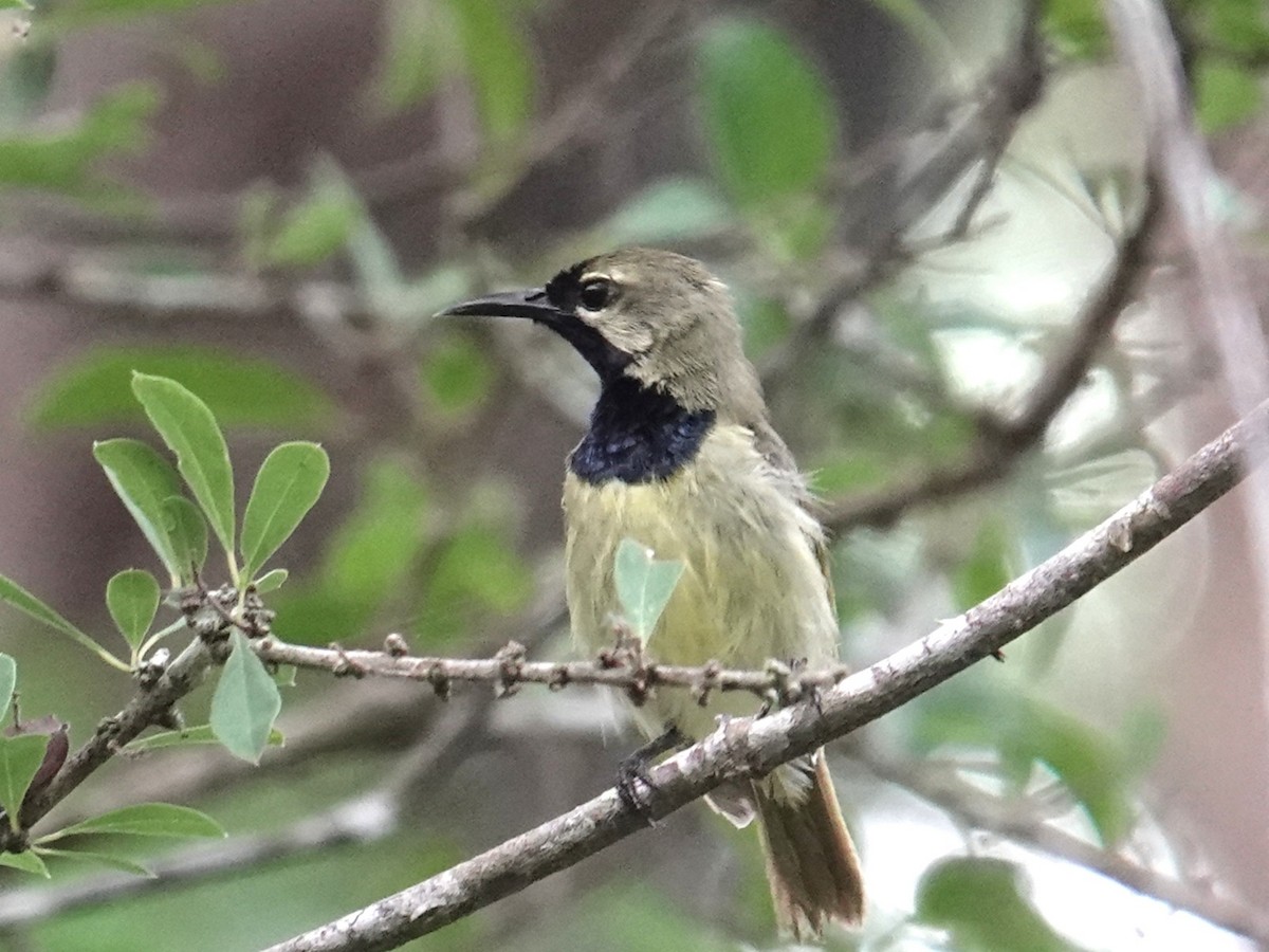 Plain-backed Sunbird - ML634170731