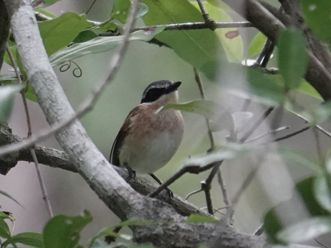 Short-tailed Batis (Short-tailed) - ML634170738