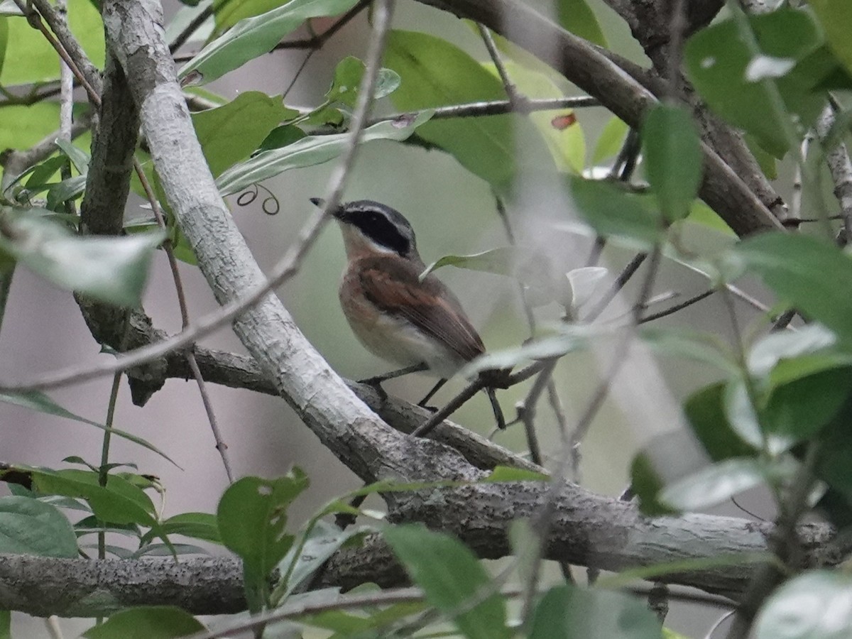 Short-tailed Batis (Short-tailed) - ML634170740