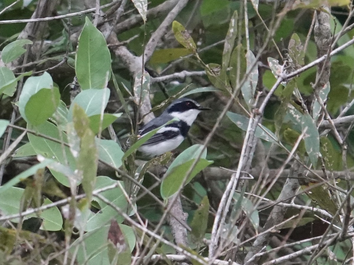 Short-tailed Batis (Short-tailed) - ML634170742