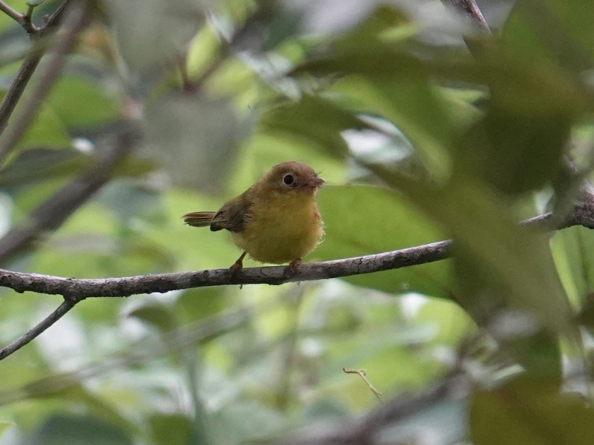 Yellow Flycatcher - ML634170749