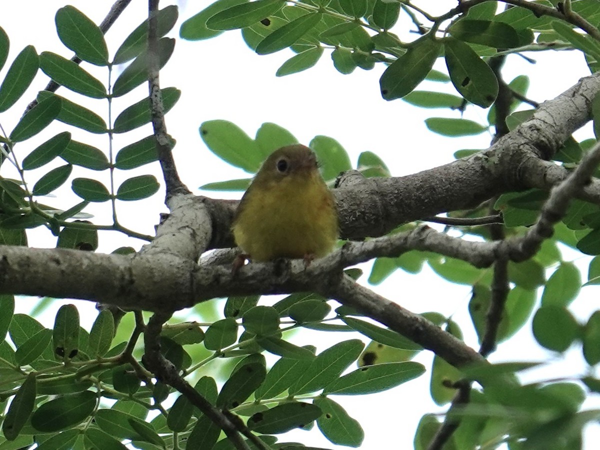 Yellow Flycatcher - ML634170750