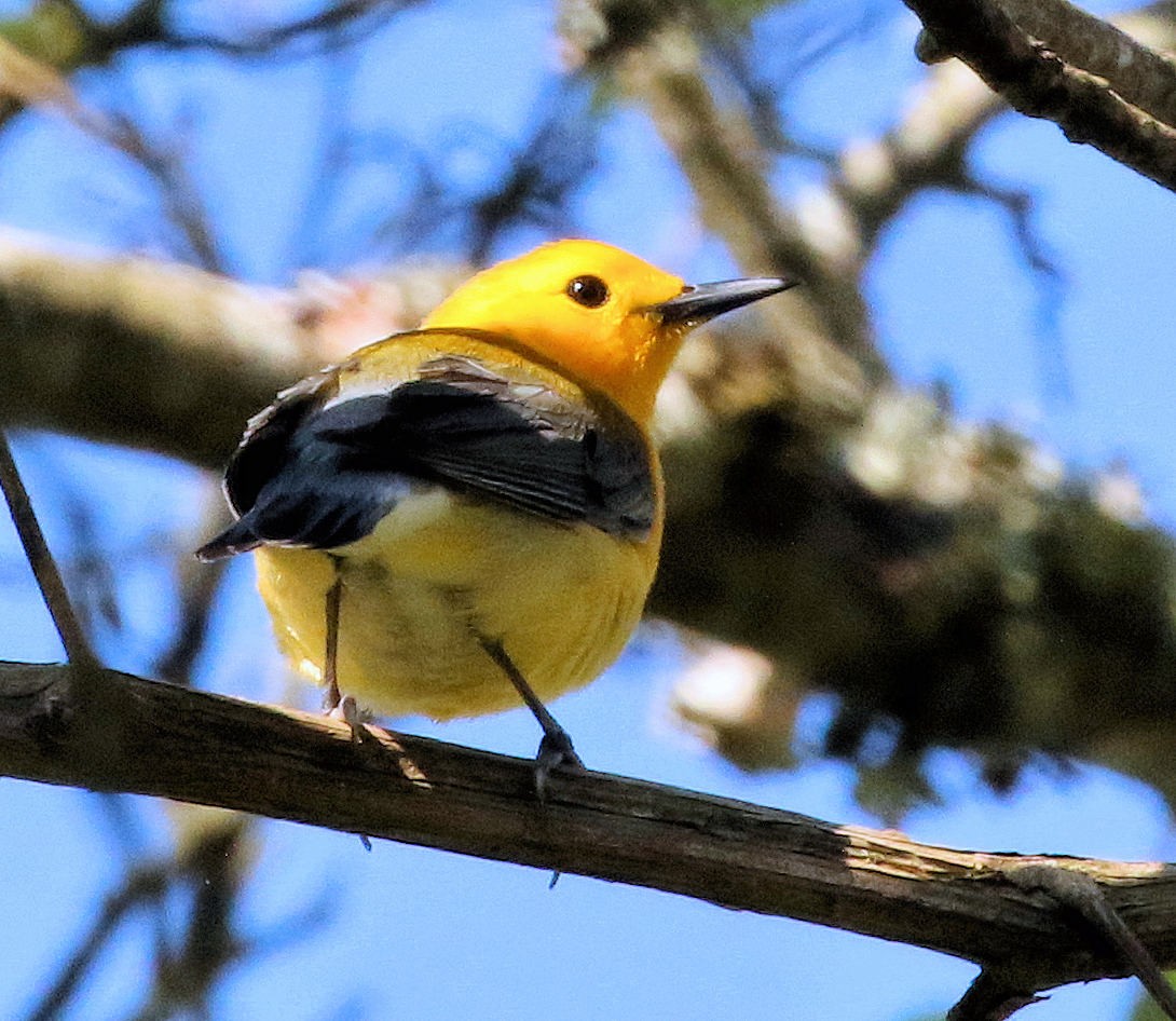 Prothonotary Warbler - ML634170852