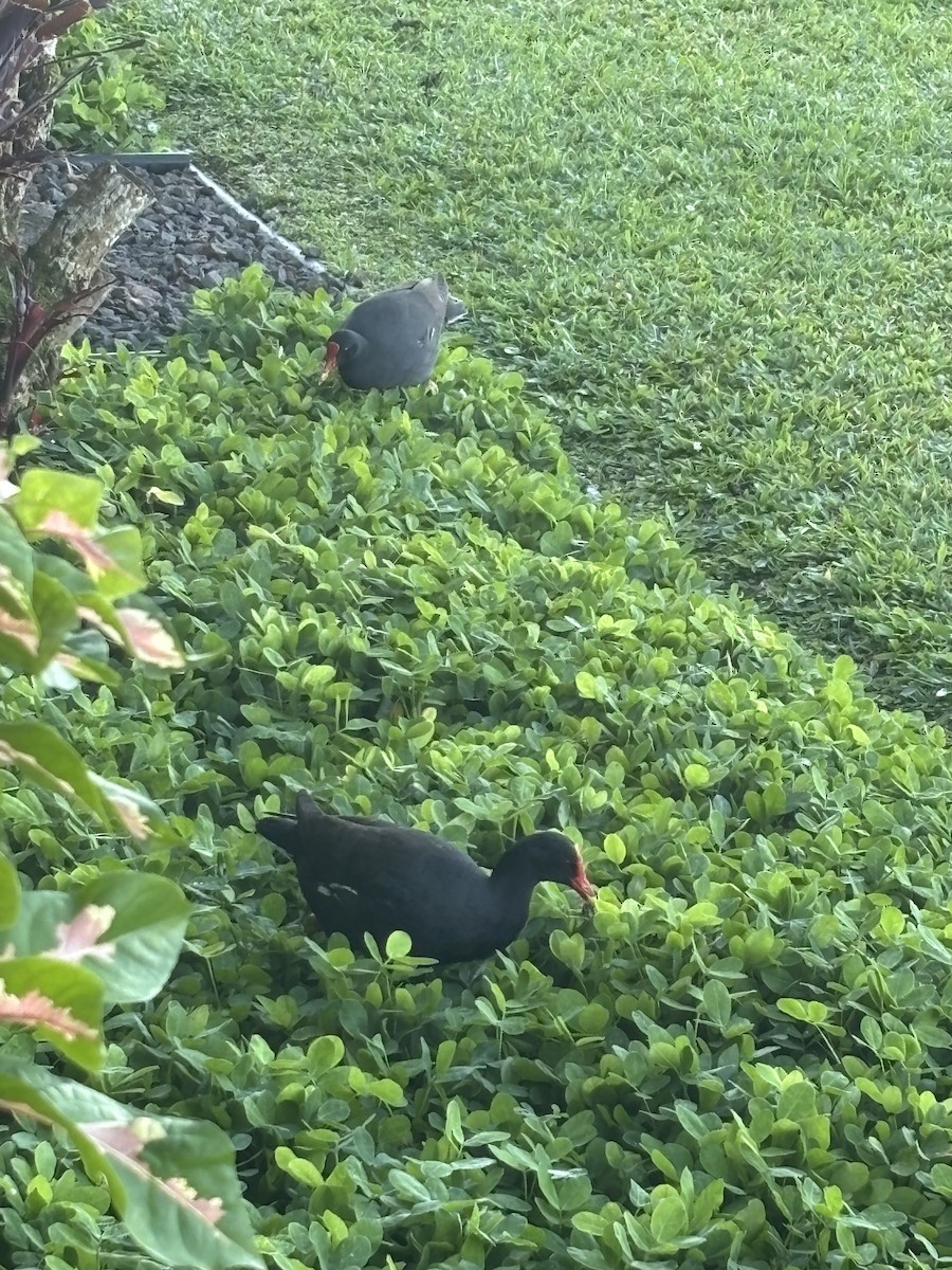 Common Gallinule - ML634170882