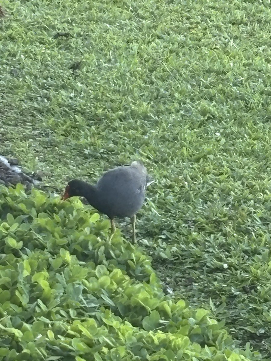 Common Gallinule - ML634170883