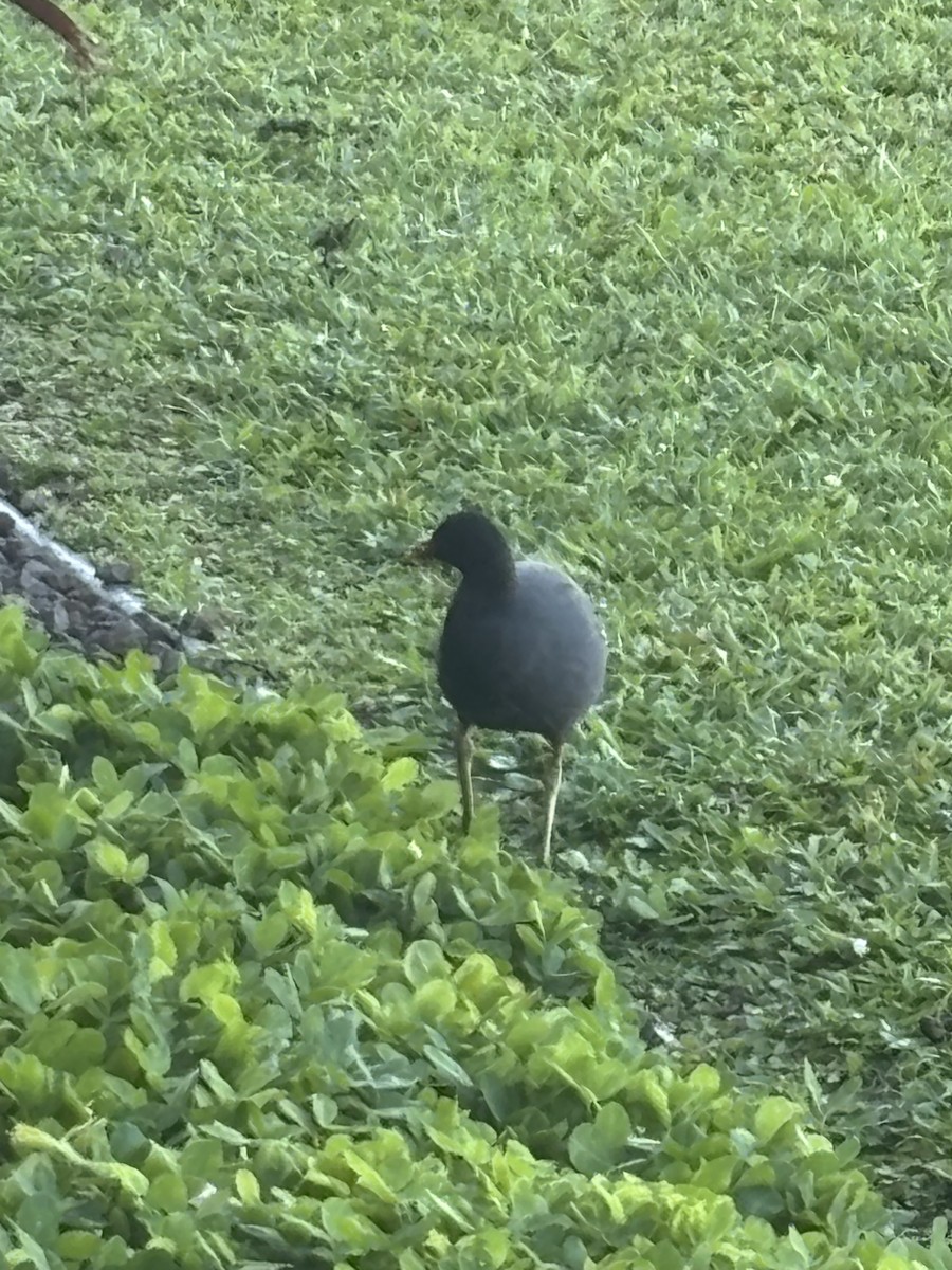 Common Gallinule - ML634170884