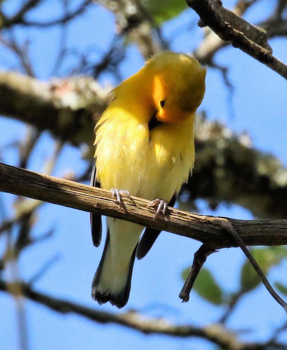 Prothonotary Warbler - ML634170885