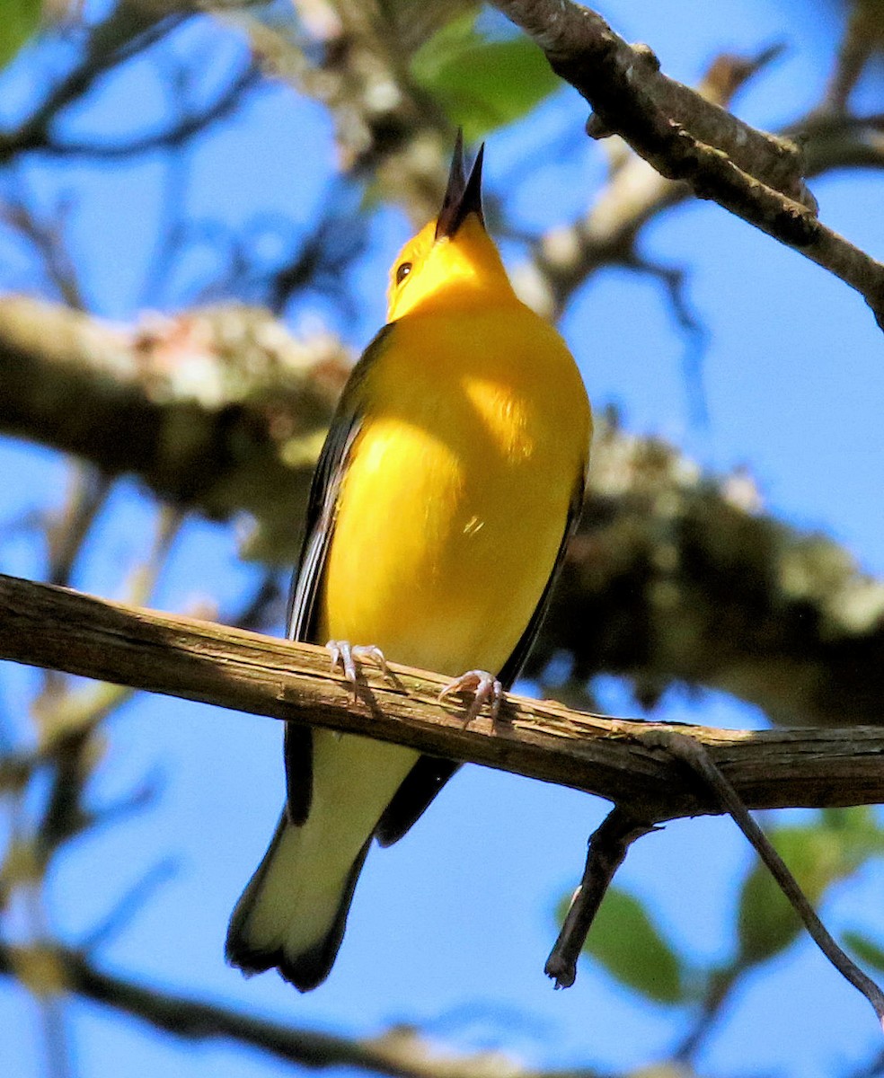 Prothonotary Warbler - ML634170901